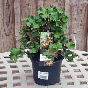 Ligularia dentata ‘Little Golden Ray’ (2-Litre Pot) image 0