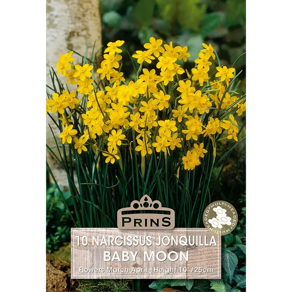 Narcissus 'Baby Moon' (10 bulbs) image 0