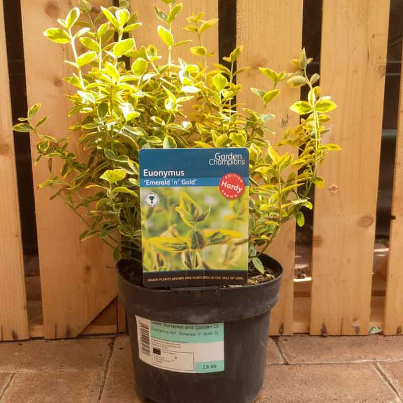 Euonymus fortunei 'Emerald 'n' Gold' (2 litre pot) image 0