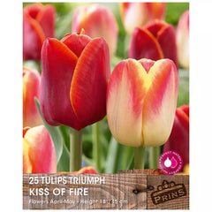 Tulip 'Kiss Of Fire' (25 bulbs) image 0