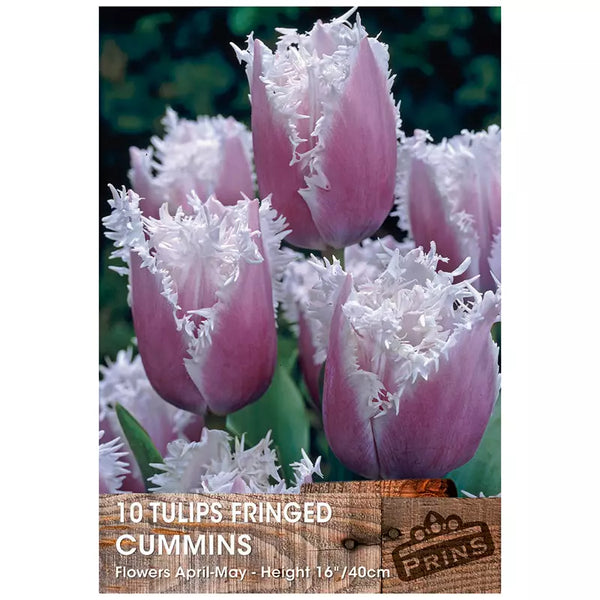 Tulip 'Cummins' (10 bulbs) image 0