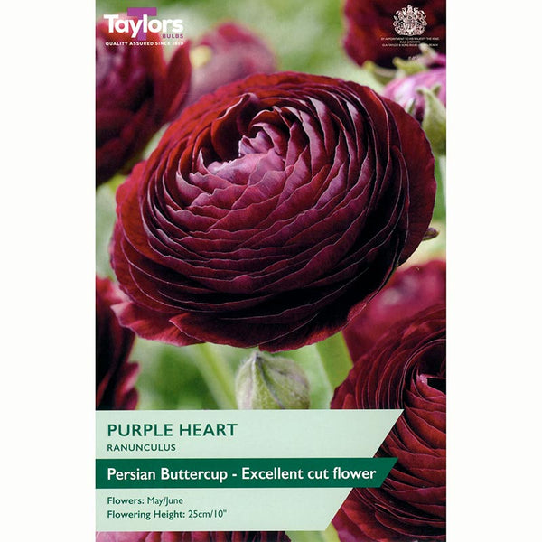 Ranunculus ‘Purple Heart’ with Merlot Red Flowers (10 Bulbs) image 0
