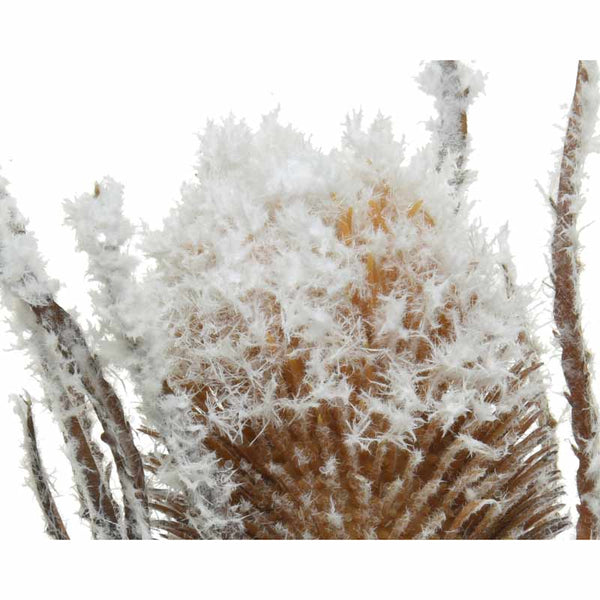 Everlands Frosted Teasel Stem (74cm) image 1