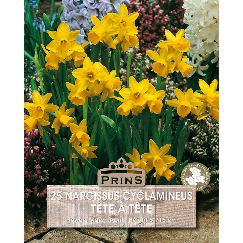 Narcissus Cyclamineus ‘Tête-à-Tête’ Daffodil (25 Bulbs) image 0
