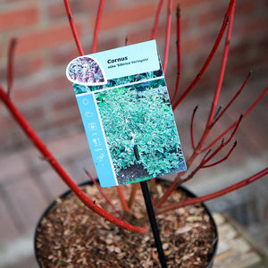 Cornus alba 'Sibirica Variegata' (3 litre pot) image 3