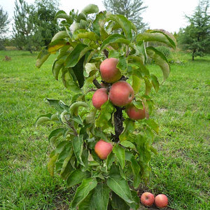 Malus ‘Hannah’ Dwarf Apple Tree (5.5-Litre Pot) image 0