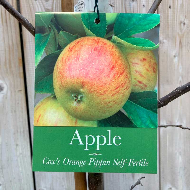 'Cox's Orange Pippin' Apple Tree (12-Litre Pot) image 0