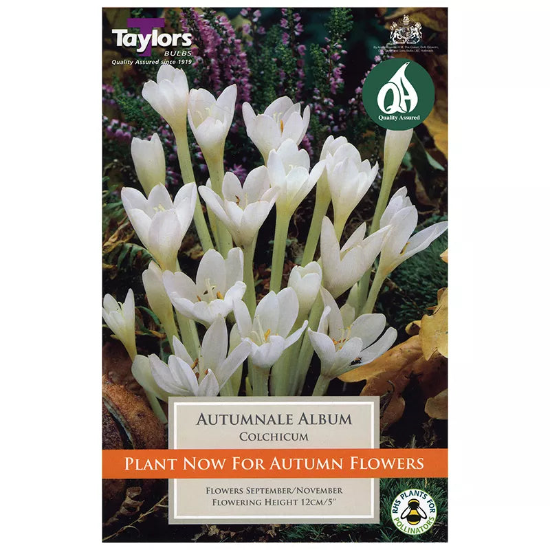 Colchicum Autumnale 'Album' (1 bulb) image 0