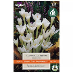 Colchicum Autumnale 'Album' (1 bulb) image 0