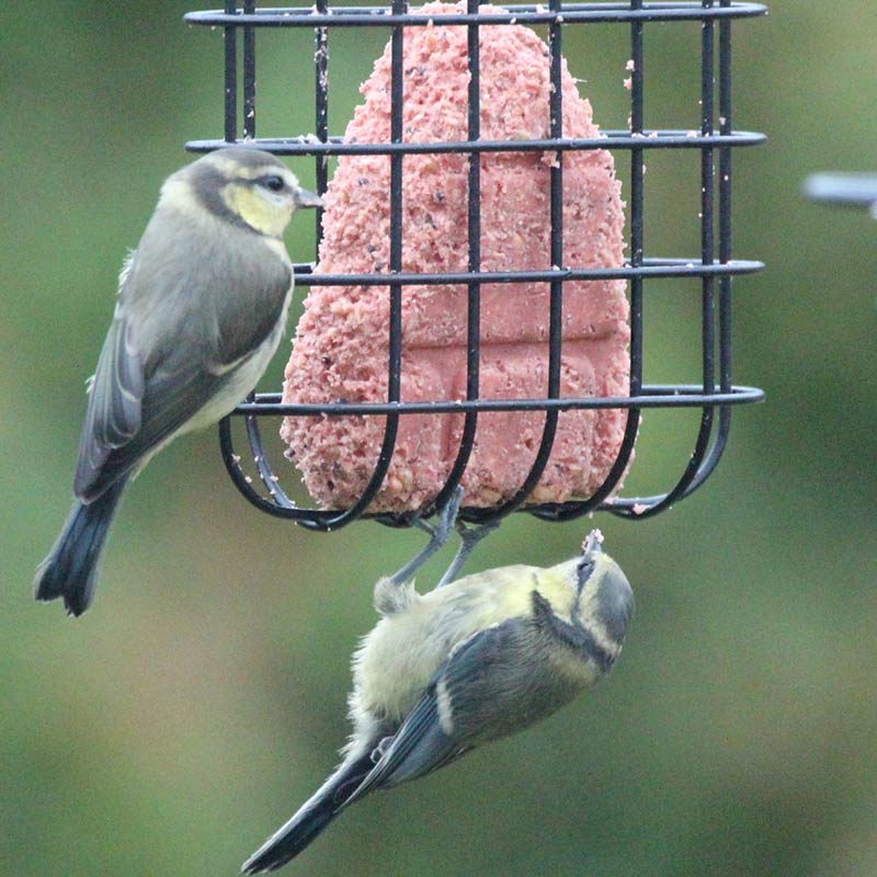 Henry Bell Suet Cake Variety 3 Value Pack image 0