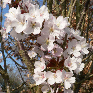 Prunus ‘Hillieri Spire’ Tree (Cherry Blossom) (12-Litre Pot) image 0