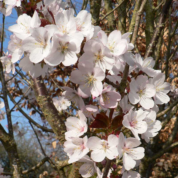 Prunus ‘Hillieri Spire’ Tree (Cherry Blossom) (12-Litre Pot) image 0