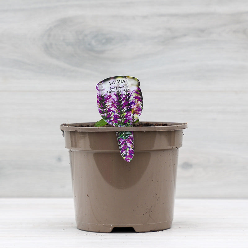 Salvia ‘Salgoon Lake George’ (2-Litre Pot) image 0