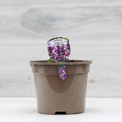 Salvia ‘Salgoon Lake George’ (2-Litre Pot) image 0
