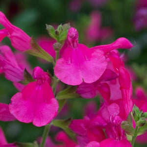 Salvia greggii 'Mirage Hot Pink' (2 litre pot) image 0