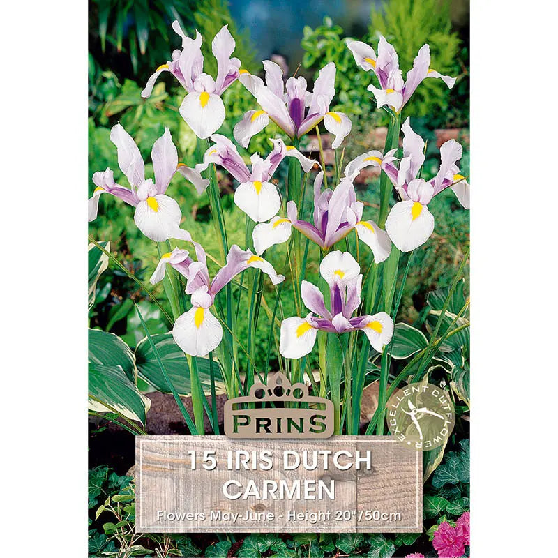 Iris Dutch 'Carmen' (15 bulbs) image 0