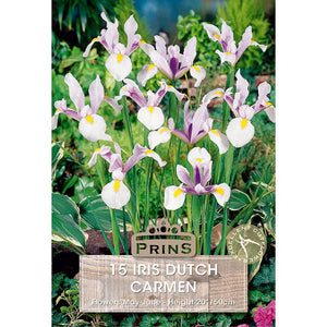 Iris Dutch 'Carmen' (15 bulbs) image 0