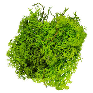 My Village Light Green Reindeer Moss (50g) image 0