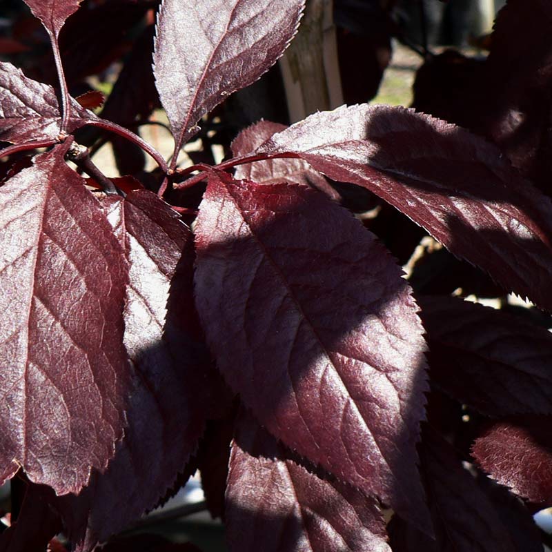 Prunus cerasifera Pissardii ‘Nigra’ Tree (Black Cherry Plum) (12-Litre Pot) image 0