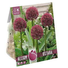 Allium 'Ostara' (6 bulbs) image 0