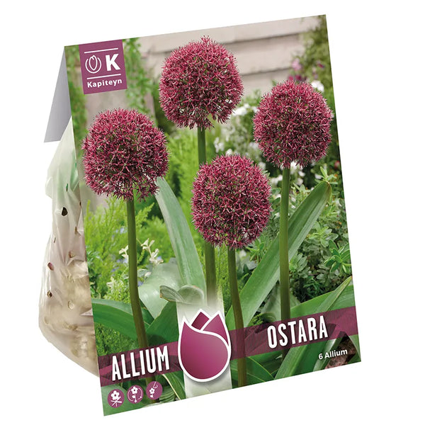 Allium 'Ostara' (6 bulbs) image 0