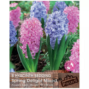 Hyacinth 'Spring Delight Mixed' (8 bulbs) image 0