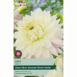 Dahlia ‘Kiev’ with Creamy White Flowers (1 Tuber) image 0