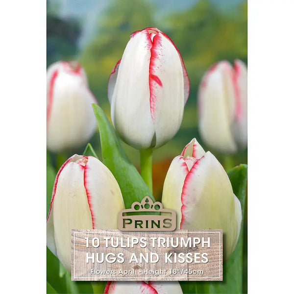 Tulip 'Hugs and Kisses' (10 bulbs) image 0