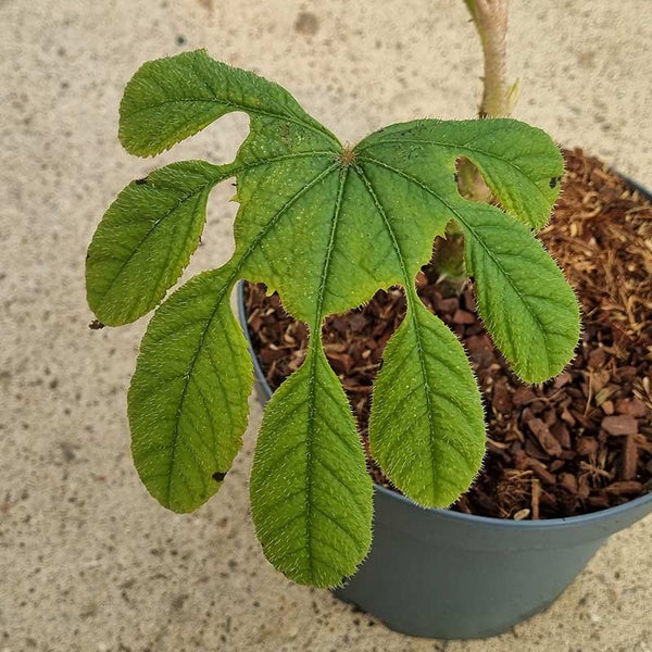 Brassaiopsis mitis ‘Philippine umbrella plant’ (4-Litre Pot) image 1