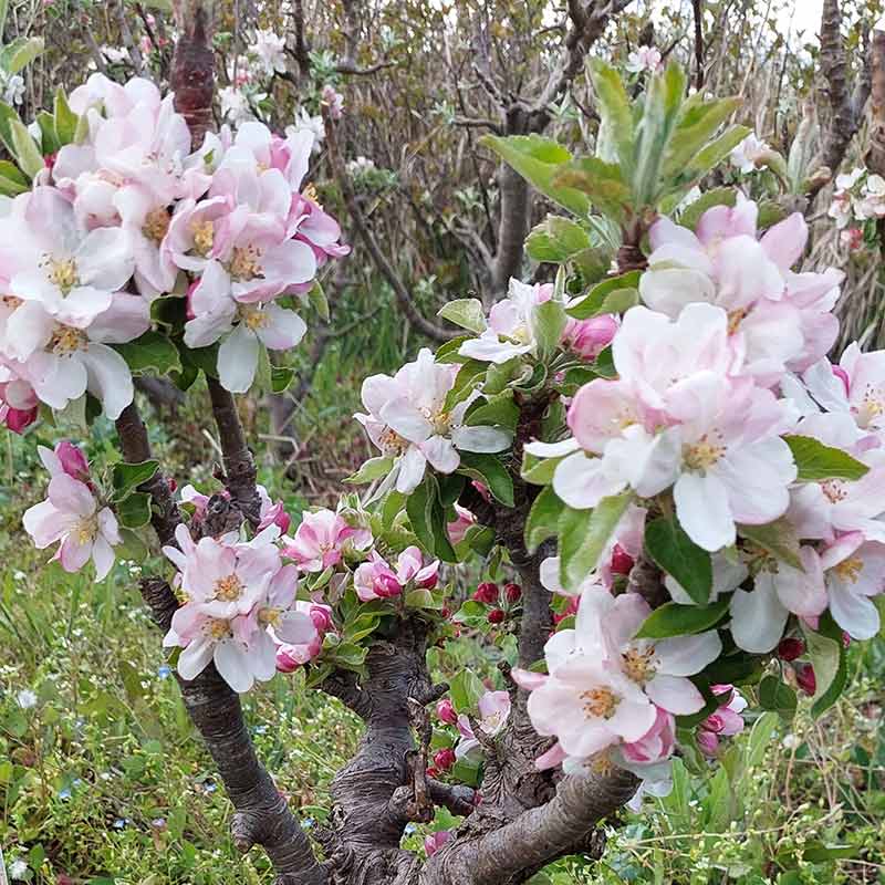 Malus ‘Princess Victoria’ Dwarf Apple Tree (5.5-Litre Pot) image 0