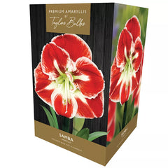 Amaryllis 'Samba' (Premium Indoor Growing Kit Gift Pack) image 0