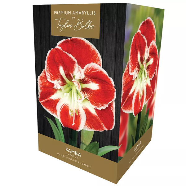 Amaryllis 'Samba' (Premium Indoor Growing Kit Gift Pack) image 0