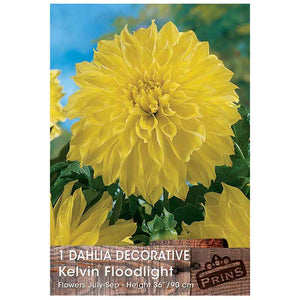Dahlia Decorative 'Kelvin Floodlight' (1 tuber) image 0