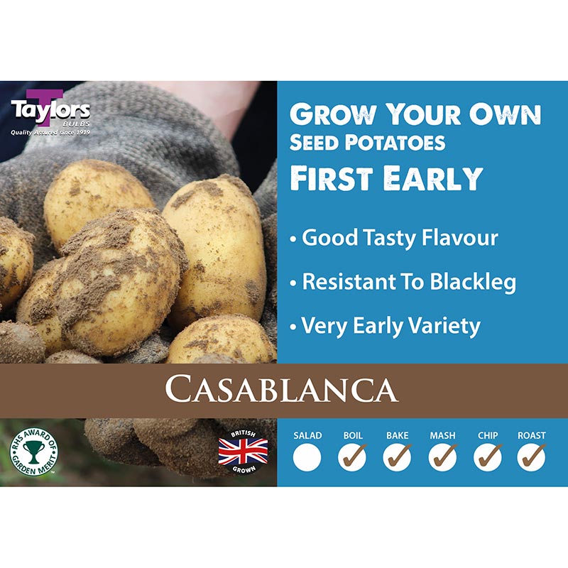 Casablanca First Early Seed Potatoes image 0