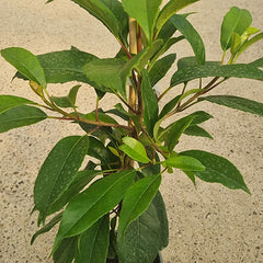 Hydrangea seemanii (3-Litre Pot) image 0