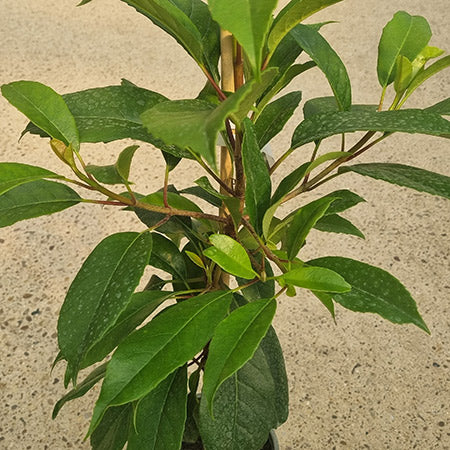 Hydrangea seemanii (3-Litre Pot) image 0
