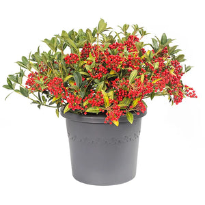 elho® Algarve Cilindro Wheels 58cm Anthracite Pot image 2