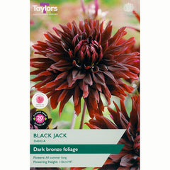 Dahlia ‘Black Jack’ with Near Black, Red Flowers (1 Tuber) image 0