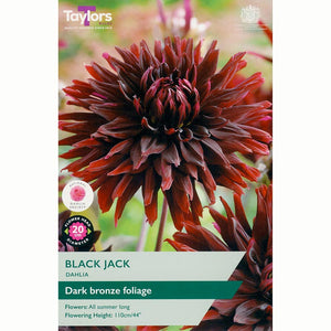 Dahlia ‘Black Jack’ with Near Black, Red Flowers (1 Tuber) image 0