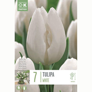 Tulip Triumph ‘White’ (7 Bulbs) image 0