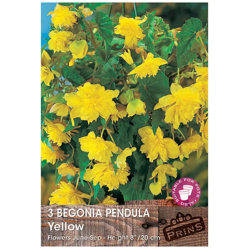Begonia 'Pendula Yellow' (3 tubers) image 0
