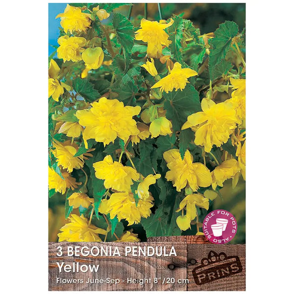 Begonia 'Pendula Yellow' (3 tubers) image 0