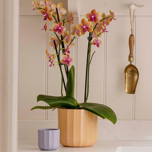 Ivyline Positano Geo Indoor Planter Range image 2