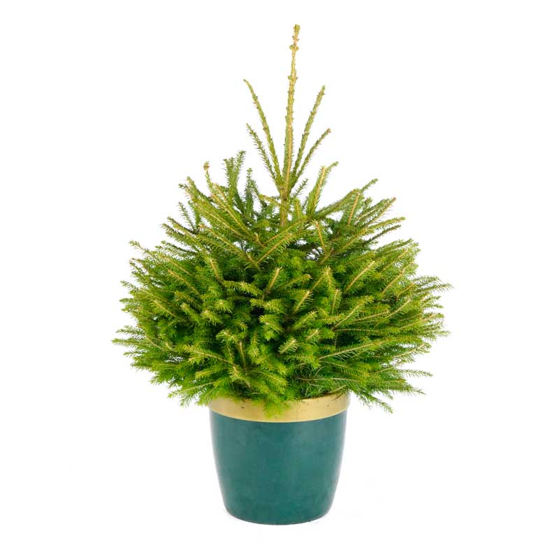 Needlefresh Norway Spruce Pot Grown Christmas Tree image 0