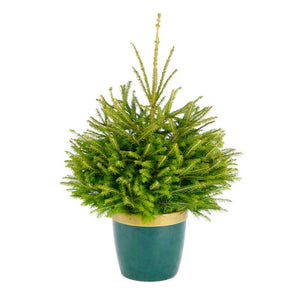 Needlefresh Norway Spruce Pot Grown Christmas Tree image 0