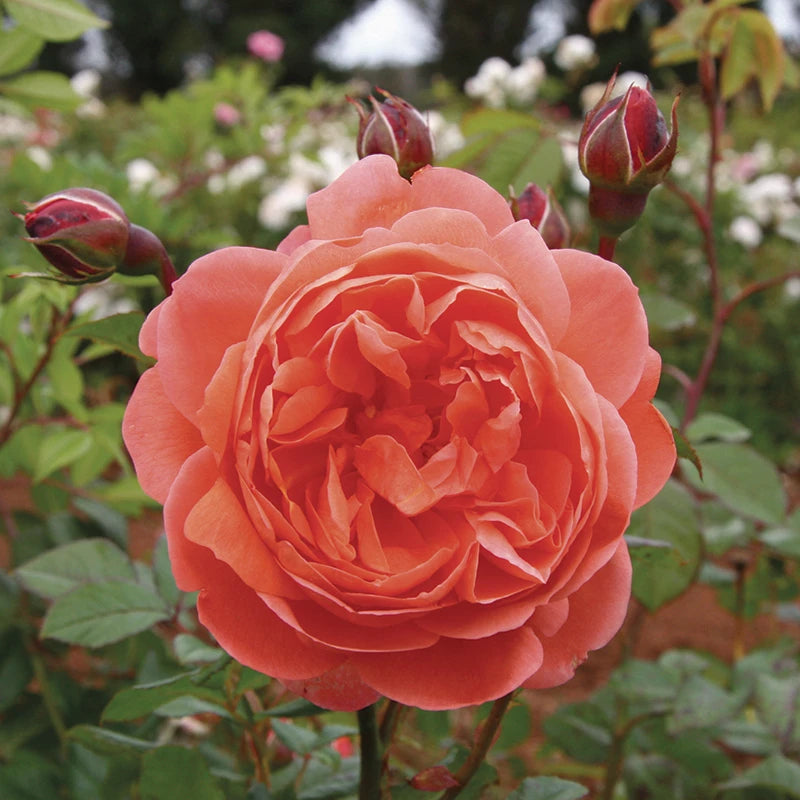 David Austin Summer Song® English Shrub Rose (6-Litre Pot) image 0