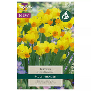 Narcissus 'Bittern' Daffodils (7 bulbs) image 0