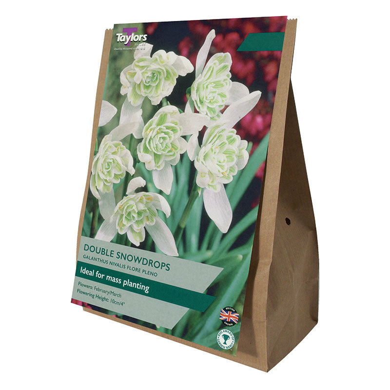 Galanthus nivalis ‘Flore Pleno’ Double Snowdrops (30 bulbs) image 0