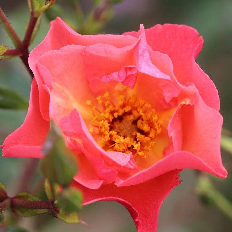 Whartons Roses ‘Summer Wine’ Climbing Rose (4-Litre Pot) image 0