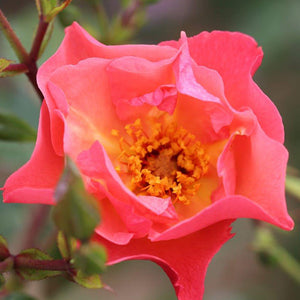 Whartons Roses ‘Summer Wine’ Climbing Rose (4-Litre Pot) image 0